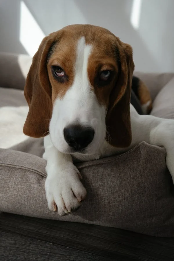 Guía para elegir la cama perfecta para tu perro o gato