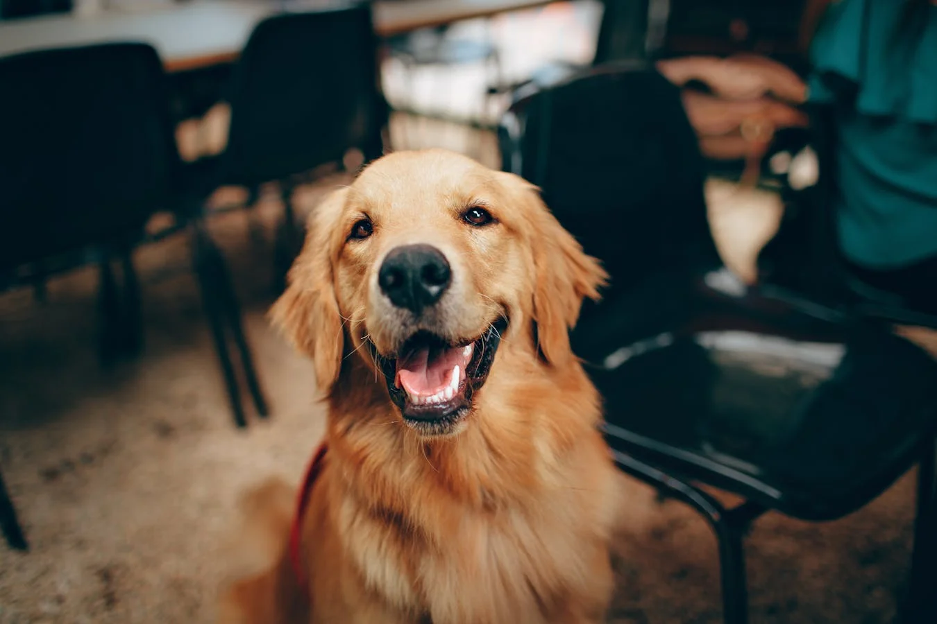 Guide d'achat : les meilleurs coussins orthopédiques pour chiens âgés Guide d'achat : les meilleurs coussins orthopédiques pour chiens âgés