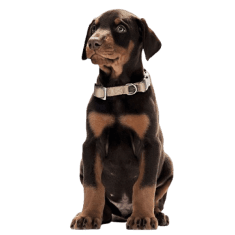 Chiens Chiens